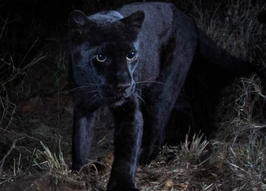 Rare Black Leopard ‘Black Panther” Spotted In Africa For The First Time In 100 Years