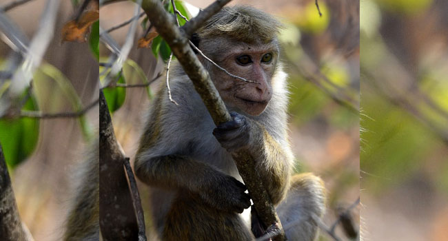 Chinese Scientists Create Monkeys With Human Brain Genes