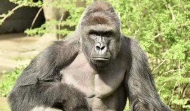Armed Robbers Stole N6.82m, Not Gorilla – Kano Zoo Management