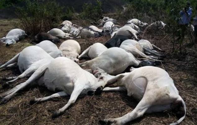 Govt Sympathizes As Herdsmen Lose 17 Cows To Thunderstorm In Osun