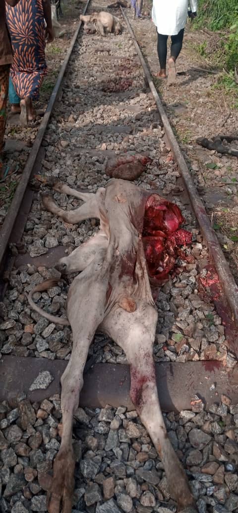 Train Loses Track, Kills 47 Cows In Osun