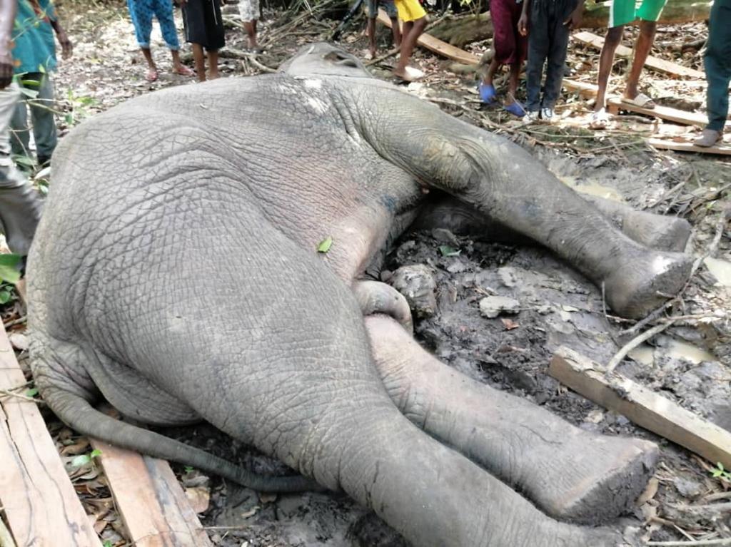 (Photos) Hunter Kills Elephant In Ogun, NGO Kicks