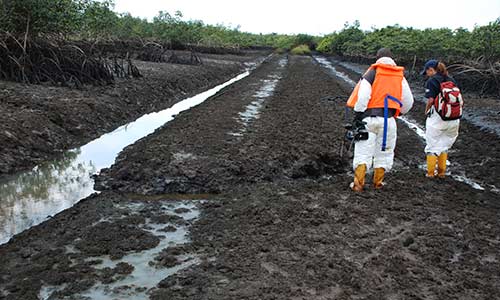 Ogoni Clean-Up: 17 Polluted Sites Completely Remedied — FG