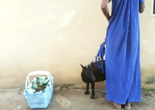 How I Lured, Stole Goats, Mother Of Three Confess In Osun   