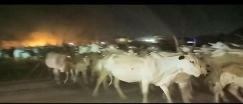 Residents Panic As Thousands Of Cows Enter Osun Capital