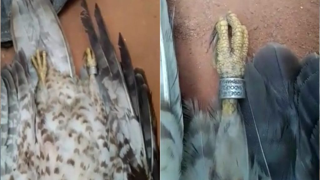 Eagle Bird With Cipher Ring Falls From Sky In Ondo Community