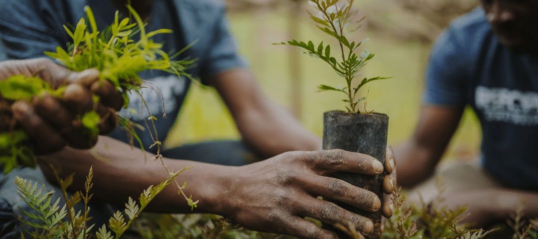 Agency Spends N81bn To Plant 21m Trees In North, Reps Fume