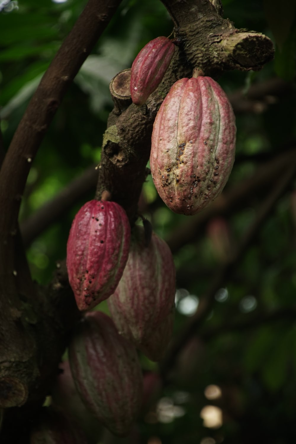 Harvest Of 2023-24 Main Cocoa Begins In Osun
