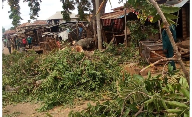 Fallen Tree Kills Two, Injures Others In Kwara