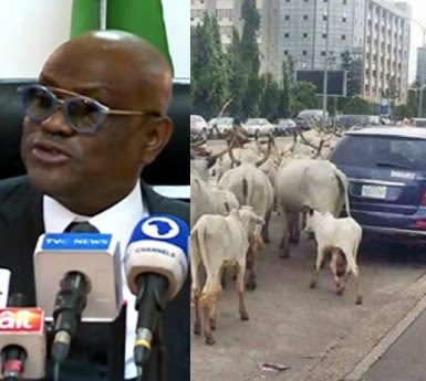 Miyetti Allah Talks Tough As Wike Faces Hurdles In FCT Over Open Grazing Ban