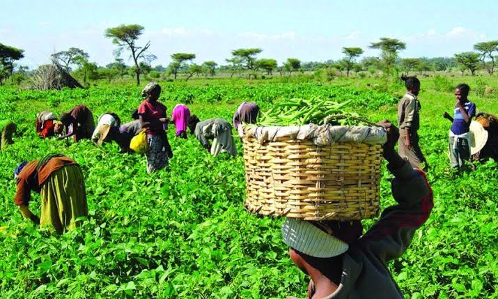 Food Security: FG Approves 50% Subsidy On Agric Inputs