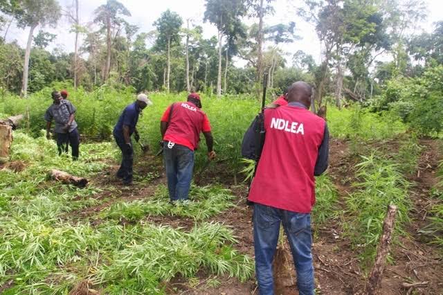 NDLEA Destroys 50 Hectares Of Marijuana Farms In Edo