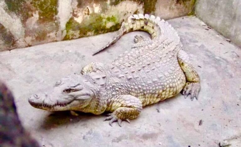 84-Year-Old Legendary Crocodile Dies In Ibadan