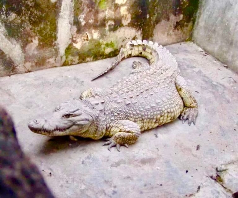 84-Year-Old Legendary Crocodile Dies In Ibadan