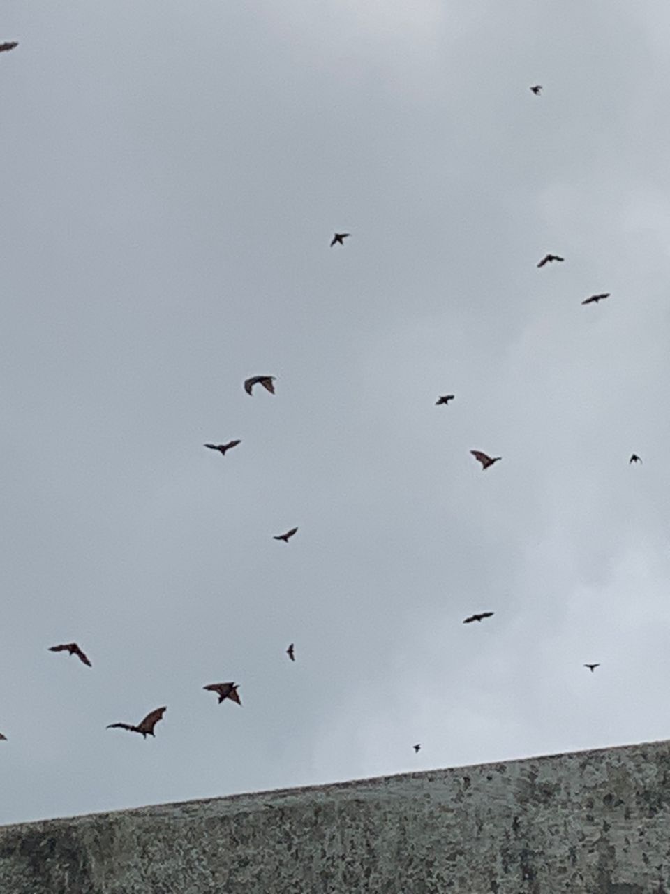 Significance of Bats on OAU Campus