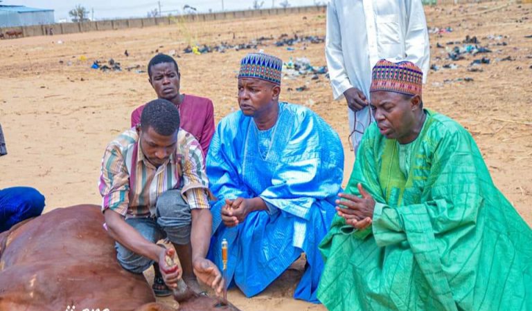 Yobe Govt Goes Spiritual Over Electric Tower Vandalism, Slaughter Cows As Offerings